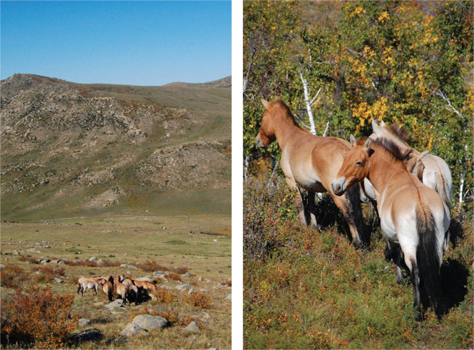 From left: a herd of takhis grazing on a bluff in Hustai National Park; a stallion guarding his harem.