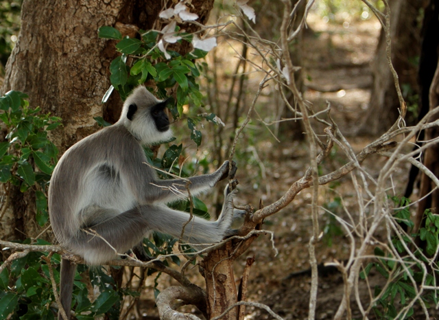 Gray langur monkeys are one of the many animals living in Sri Lanka's national parks. Courtesy of Leopard Safaris.