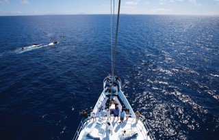 Whale Watching in Tonga