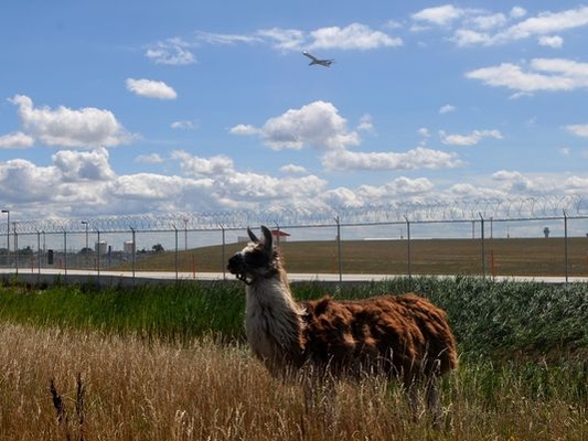 More than 40 four-legged lawnmowers clear vegetation around the airport.