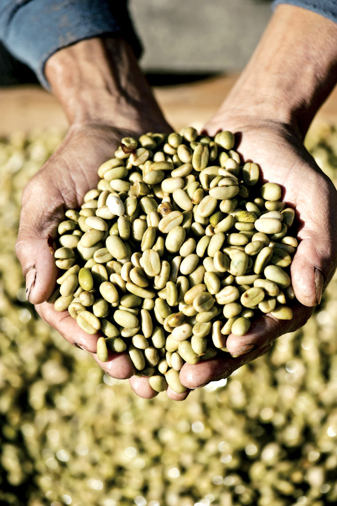 Sorting coffee beans by hand in Pelaga.