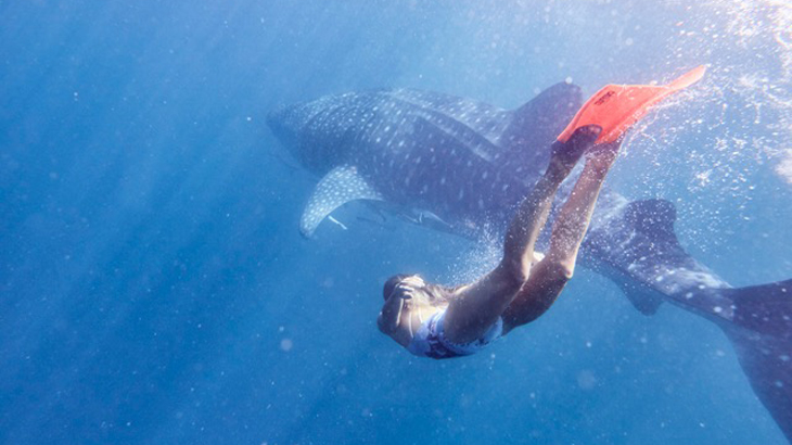 Whale Sharks at Ningaloo Reef