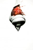 A Hermit Crab.