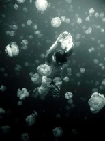 Swimming with the inhabitants of Jellyfish Lake in the Rock Islands.