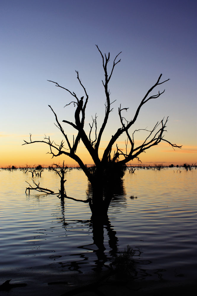 Lake menindee at sunset, with the skeletal branches of semisubmerged trees reaching up through its surface