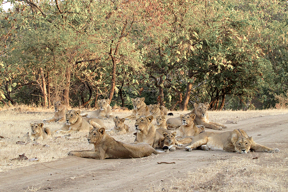 Lion conservation in Gujarat is a success story, though the animals' tendency to roam beyond the borders of the Gir remains a threat to the species.