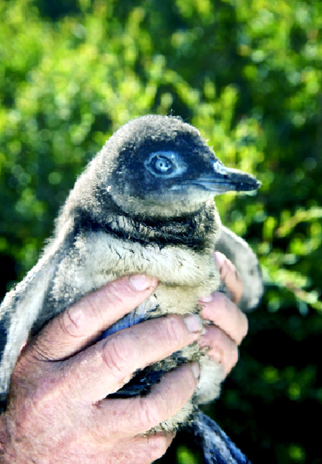 One of Stanley’s little penguins.