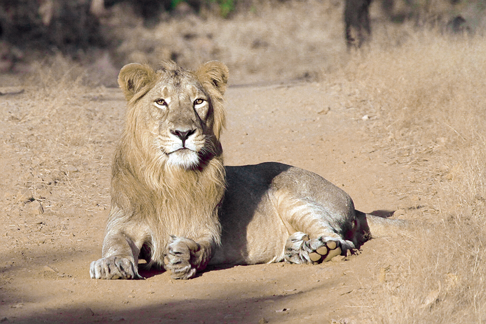 A male Asiatic lion reclining in the sun.