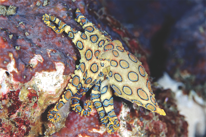 Sulawesi diving blue ring octopus